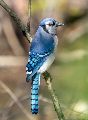 Blue Jay — ranked #12