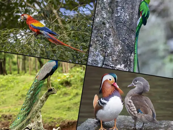 What is the most beautiful bird in the world?