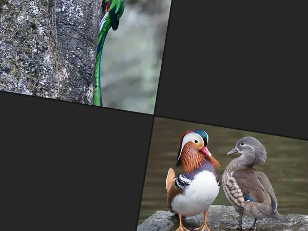 What is the most beautiful bird in the world?
