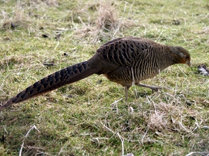 Golden Pheasant — ranked #4