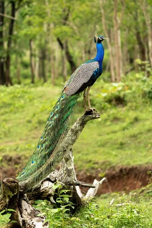 Indian Peafowl — What is the most beautiful bird in the world?
