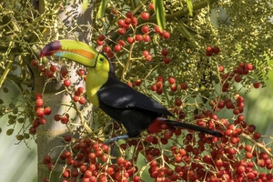 Keel-billed Toucan — ranked #8