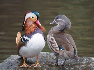 Mandarin Duck — ranked #10