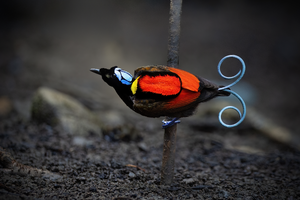 Wilson's Bird-of-paradise — ranked #11