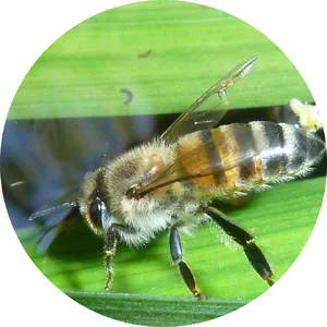 Africanized Honey Bee — ranked #10