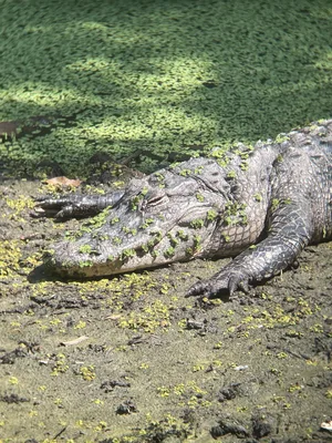 American Alligator — ranked #5
