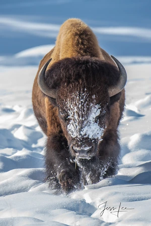 American Bison — ranked #7
