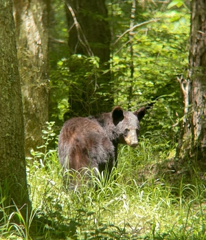 American Black Bear — ranked #3