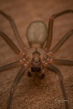 Brown Recluse Spider — ranked #13