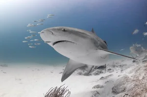 Bull Shark — ranked #12