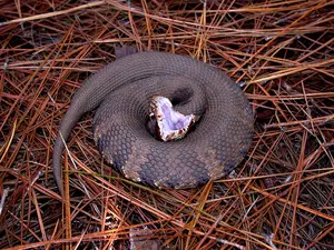 Cottonmouth — ranked #14