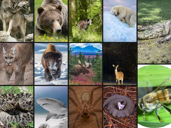 What is the most dangerous animal in North America?
