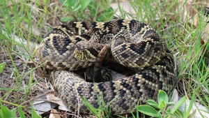 Eastern Diamondback Rattlesnake — ranked #11
