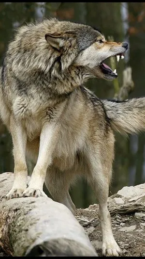 Gray Wolf — ranked #1