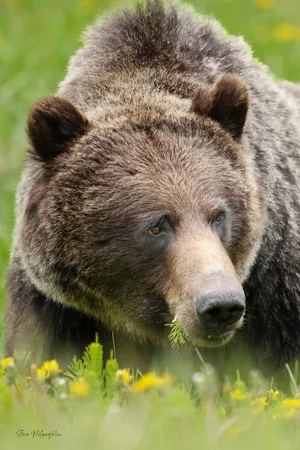 Grizzly Bear — ranked #2