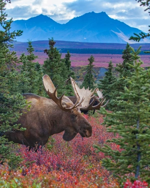 Moose — ranked #8