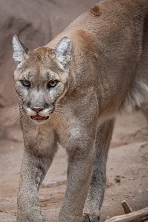 Mountain Lion — ranked #6