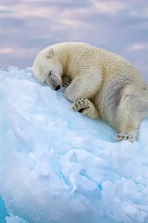 Polar Bear — ranked #4
