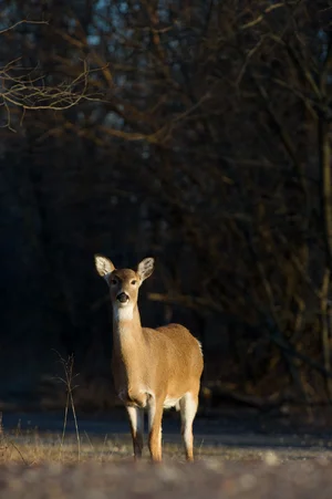 White-Tailed Deer — ranked #9