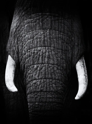 African Elephant — ranked #8
