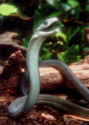 Black Mamba — ranked #6