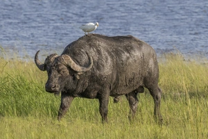 Cape Buffalo — ranked #9