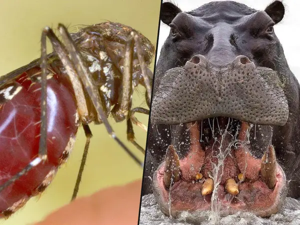 What is the most dangerous animal to humans?