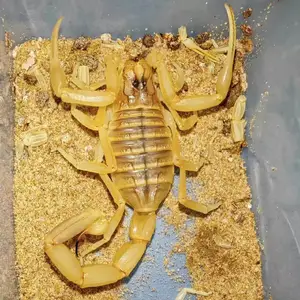 Deathstalker Scorpion — ranked #12