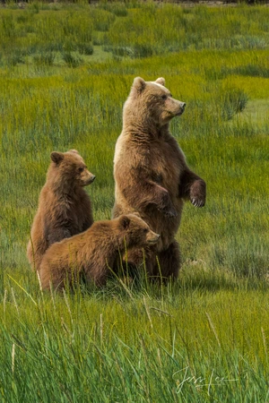 Grizzly Bear — ranked #11