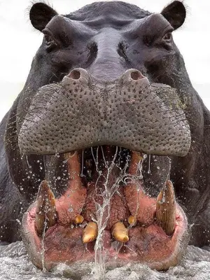 Hippopotamus — ranked #2