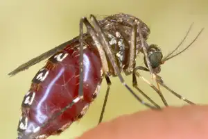Mosquito — ranked #1