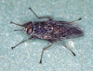 Tsetse Fly — ranked #13