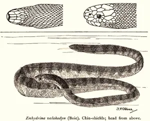 Beaked Sea Snake — ranked #6