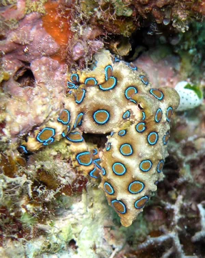Blue-Ringed Octopus — ranked #9