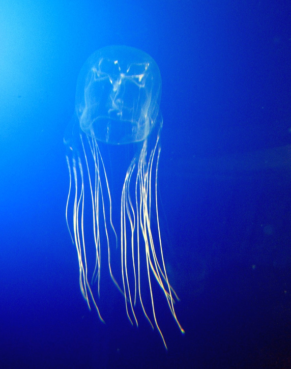 Box Jellyfish — What is the most dangerous ocean animal to humans?
