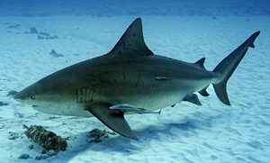 Bull Shark — ranked #8