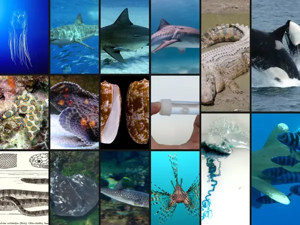 What is the most dangerous ocean animal to humans?