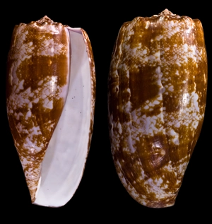 Geographic Cone Snail — ranked #10