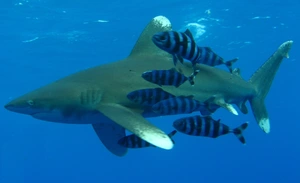Oceanic Whitetip Shark — ranked #5