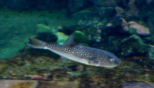 Pufferfish — ranked #16