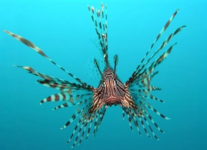 Red Lionfish — ranked #13
