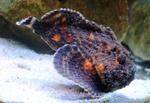 Reef Stonefish — ranked #4