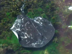 Short-Tail Stingray — ranked #12