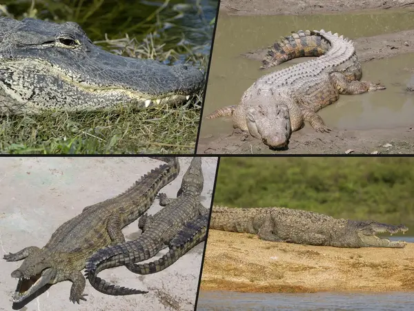 What is the most dangerous reptile in the world?