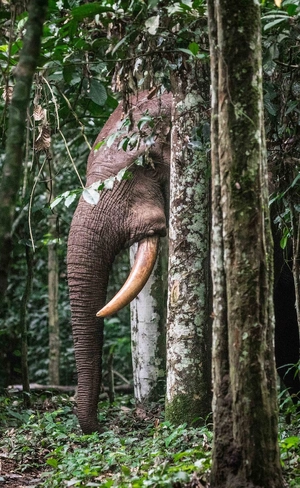 African Forest Elephant — ranked #8