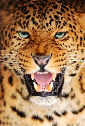 Amur Leopard — ranked #11
