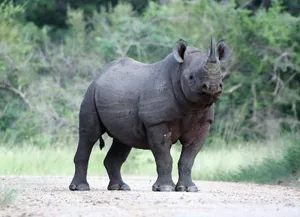 Black Rhino — ranked #4