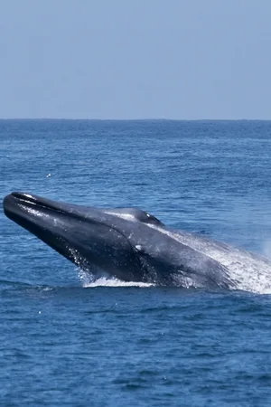 Blue Whale — ranked #9