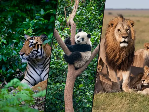 What is the most endangered iconic animal?
