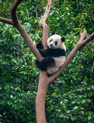 Giant Panda — ranked #3
